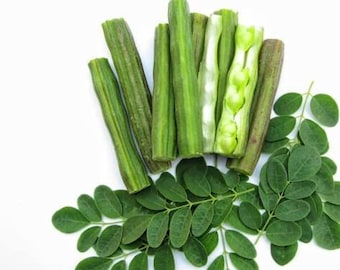 Moringa-theebladeren, zaden en meristemen, biologisch geteeld