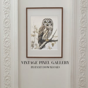Owl Digital Wall Art digital wall decor barred owl digital print autumn halloween art print spooky season art decor