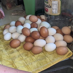 May include: A pile of fresh eggs in various shades of brown, white, and pale blue, resting on a yellow kitchen towel. The eggs are of different sizes and shapes, suggesting a variety of breeds. A clear plastic bottle and a glass jar are in the background.