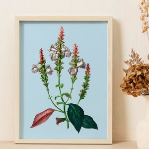 Sabines Coneflower Strobilanthes sabiniana Colourful botanical illustration with bold pastel background Printable digital download image 5