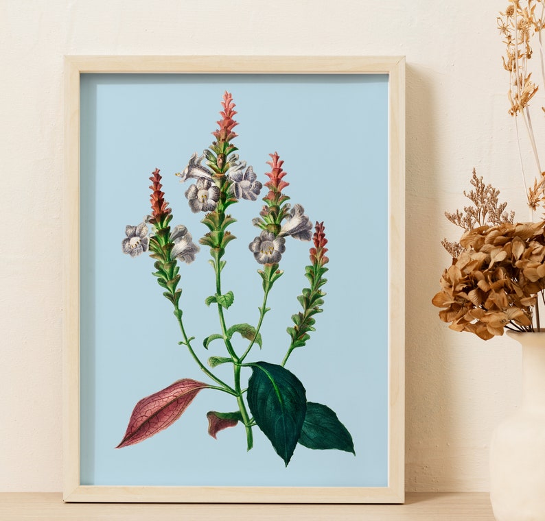 Sabines Coneflower Strobilanthes sabiniana Colourful botanical illustration with bold pastel background Printable digital download image 5