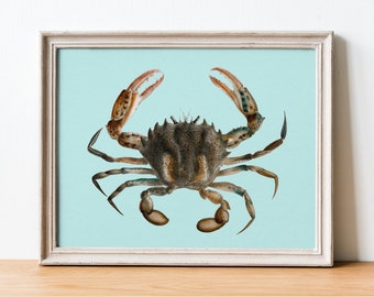 Lady Crab (Platyonichus ocellatus) - Remastered colourful bold vintage natural history illustration | Printable digital download