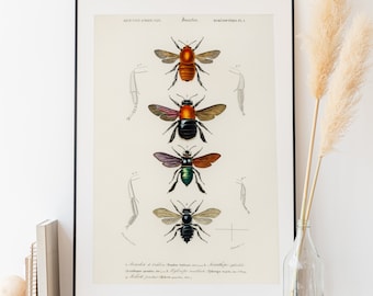 Natural history studies of various bees #1 - Vintage illustration digitally remastered print | Wall art | Printable digital download