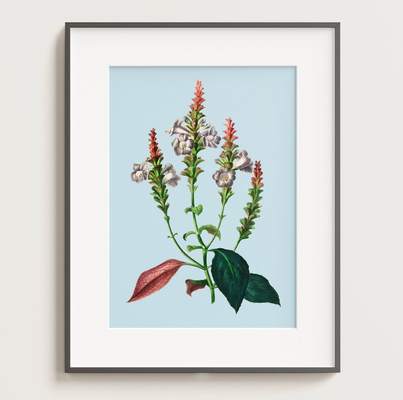 Sabines Coneflower Strobilanthes sabiniana Colourful botanical illustration with bold pastel background Printable digital download image 4