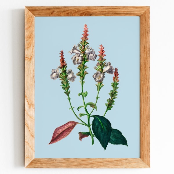 Sabines Coneflower (Strobilanthes sabiniana) - Colourful botanical illustration with bold pastel background | Printable digital download