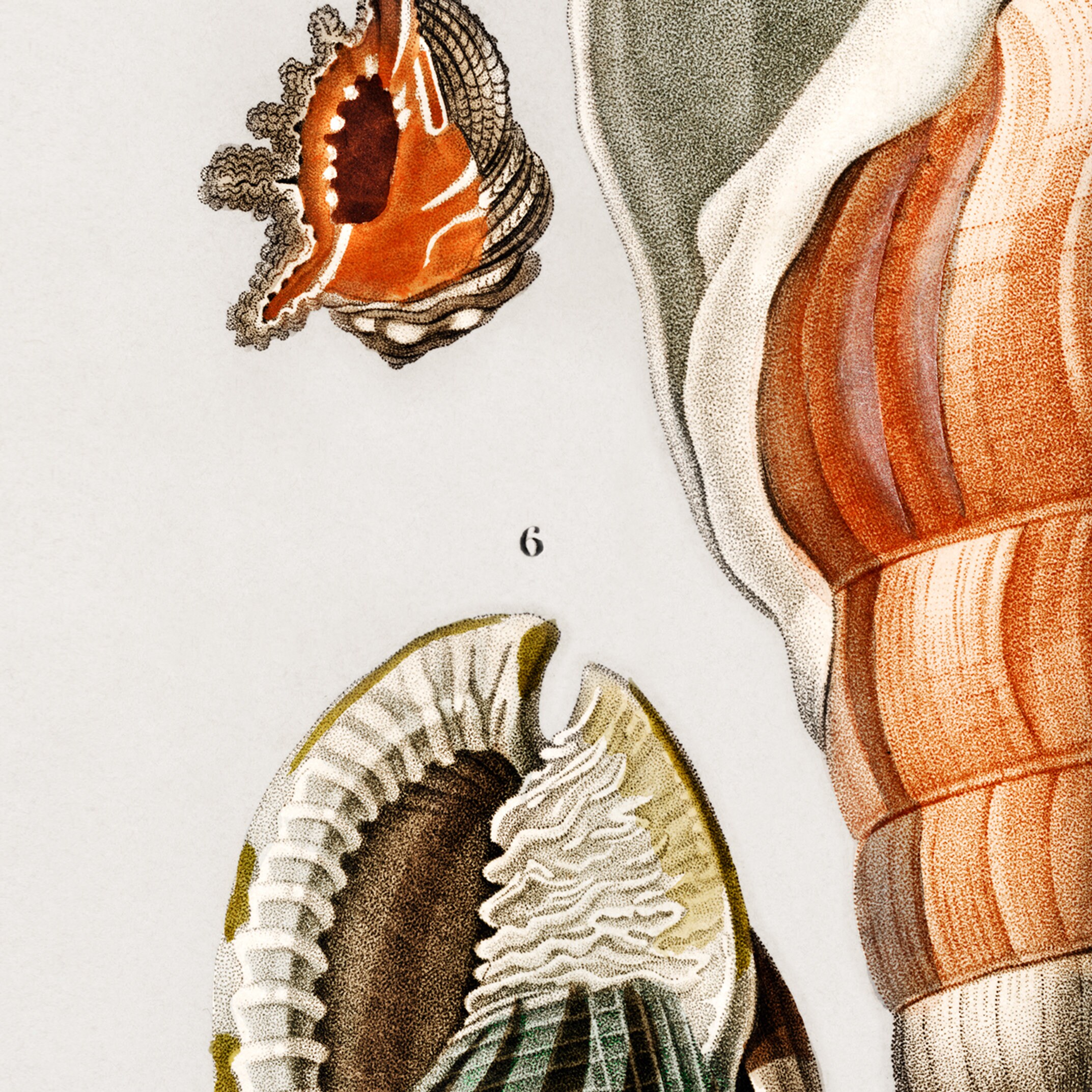 Natural History Studies of Various Shells #1 - Vintage