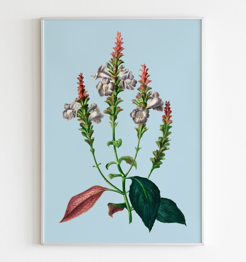 Sabines Coneflower Strobilanthes sabiniana Colourful botanical illustration with bold pastel background Printable digital download image 3