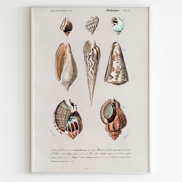 Natural history studies of various shells #2 - Vintage illustration digitally remastered print | Wall art | Printable digital download