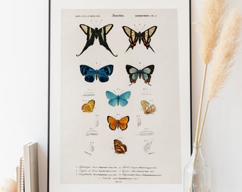 Natural history studies of various butterflies #1 - Vintage illustration digitally remastered print | Wall art | Printable digital download