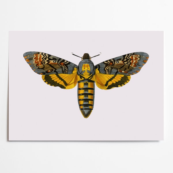 Classic Matte Paper Poster - African death's head hawkmoth (acherontia atropos). Bold vintage illustration | natural history wall art