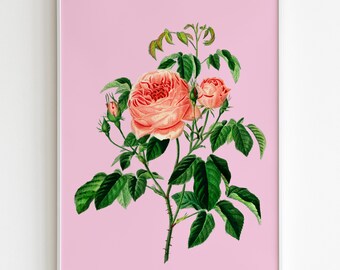 Cabbage Rose (Rosa Centifolia) - Colourful illustration print with bold pastel background | Printable digital download