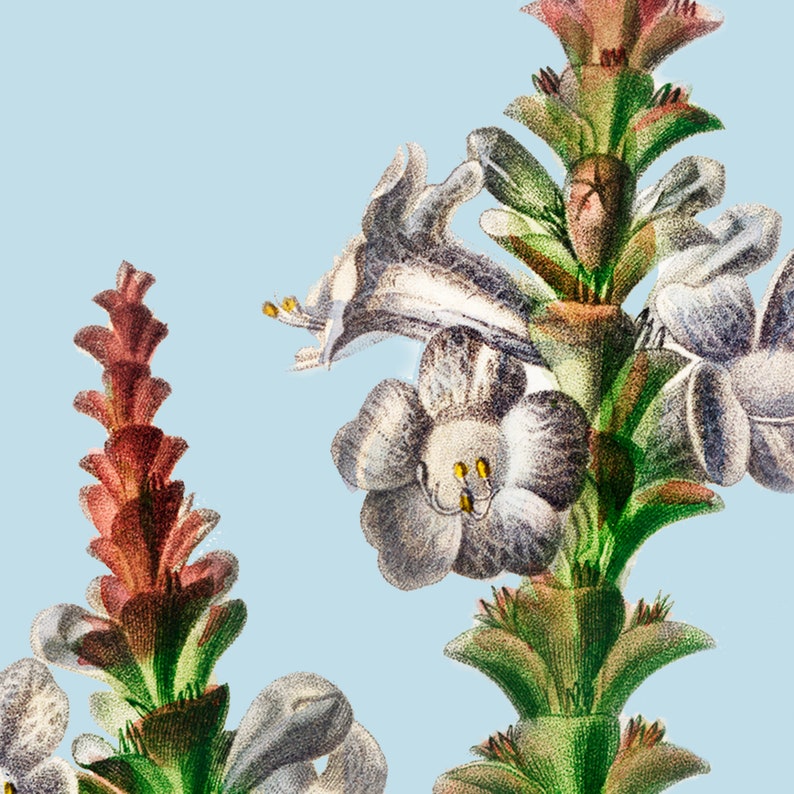 Sabines Coneflower Strobilanthes sabiniana Colourful botanical illustration with bold pastel background Printable digital download image 2
