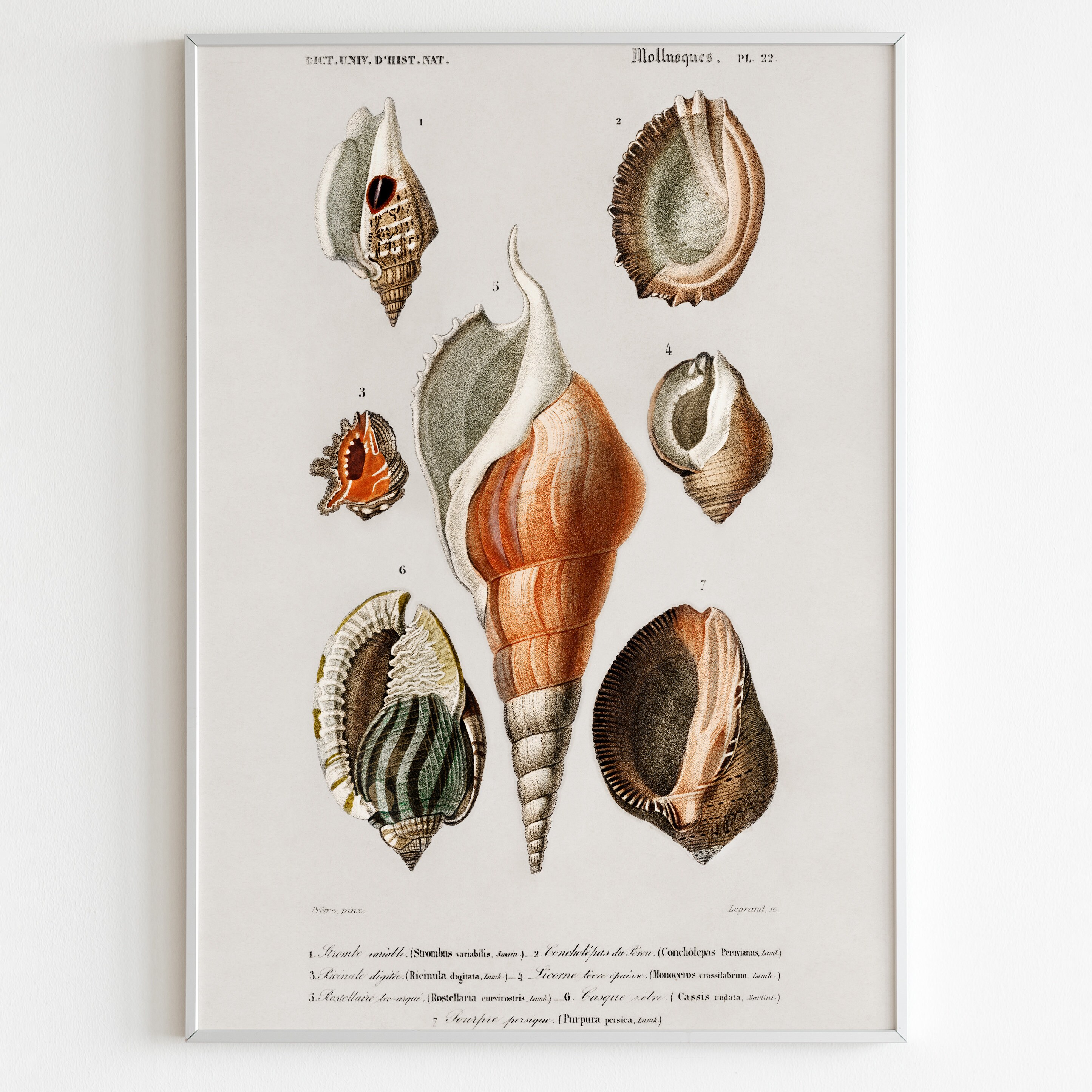 Natural History Studies of Various Shells #1 - Vintage