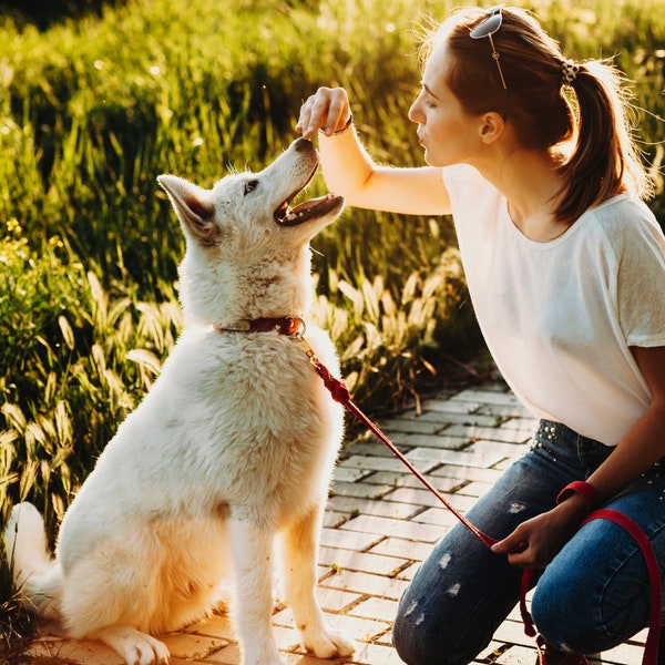 Homemade Dog Treats | Natural Dog Treats | Puppy Training Treats | Dog Party Favors Gift | Healthy Treats | Liver Blueberry Canine Superfood