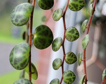 Peperomia Prostrata | Fresh cut