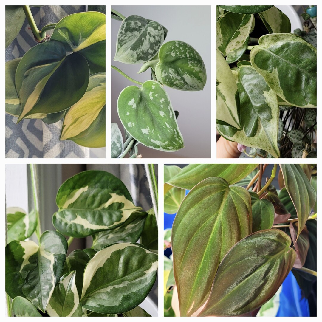 Bundle Philodendron & Pothos Fresh Cut - Etsy Canada