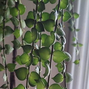 Dischidia Ruscifolia | Fresh cut