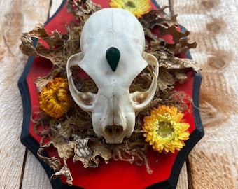 Bobcat Skull + Jasper + Lichen Mount on Wooden Plaque