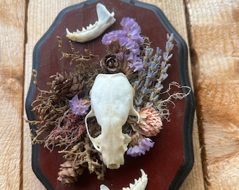 Mink Skull and Jaw Mount on Wooden Plaque
