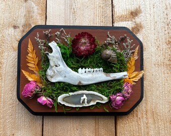 Deer Jaw + Agate Mount on Wooden Plaque