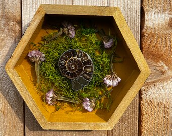Framed Ammonite Display