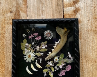 Coyote Jaw + Dried Flower Shadow Box | Not All Who Wander Are Lost