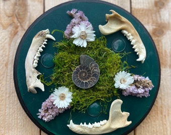 Raccoon Jaw + Ammonite Mount on Wooden Plaque