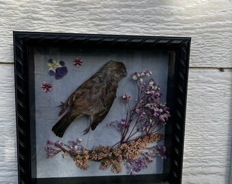 Brown Bird + Dried Flower Shadow Box | Death Positive Art