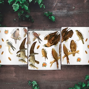 (All 3 sides of mug) A white ceramic mug featuring labelled vintage art of carnivorous birds of prey. These include a hobby, peregrine falcon, osprey, 
kestrel, merlin, golden eagle, red kite, buzzard and sparrowhawk. Water colour feathers and flowers are arranged around the birds.