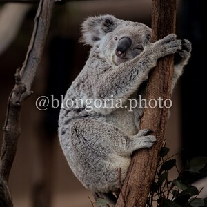 Digital Koala Print