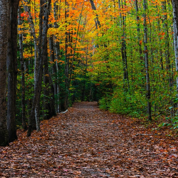 Fall scenic picture of a walking trail with beautiful fall foliage - Nature landscape photo - Digital print - Instant digital download-