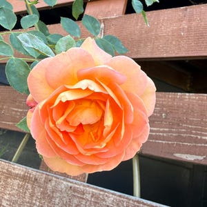 AUSnyson Apricot color English Shrub Rose - ship in 5 inch pot