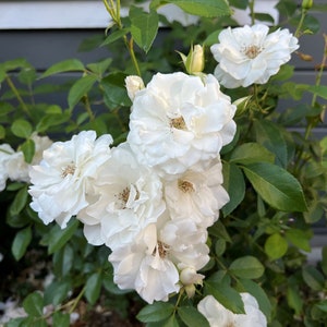 White Shrub Rose Rosa 'Iceberg' Plant - CL (climbing)