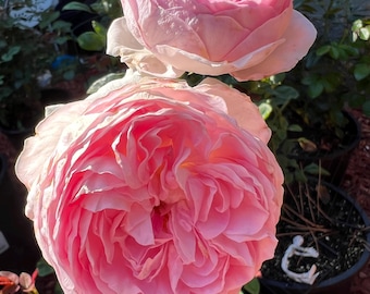 Mon Coeur 我的心モン クゥール Fragrance. Japanese Rose Continue