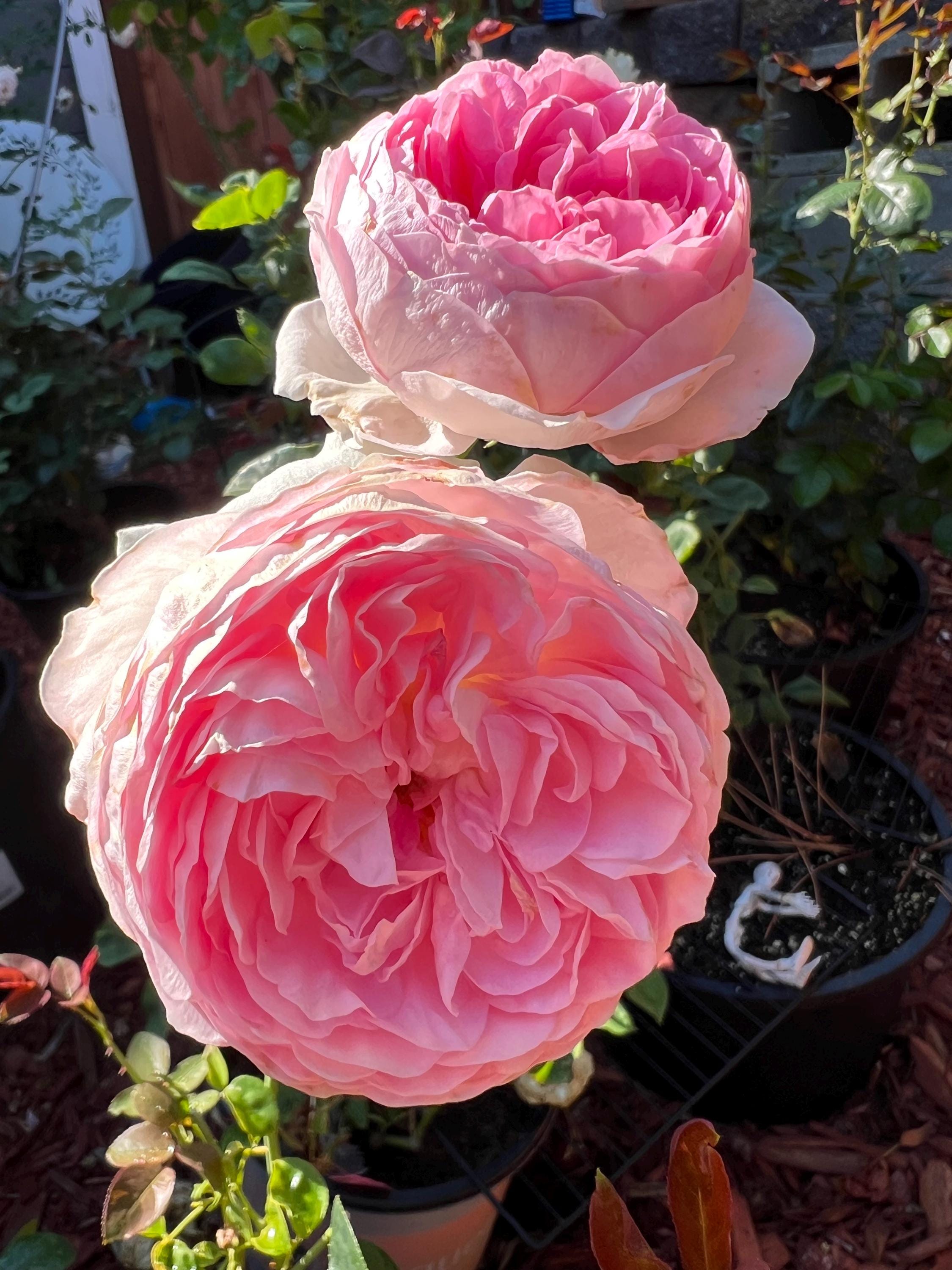 Mon Coeur Rose Plant - Ship in 5 Inch Pot - Etsy