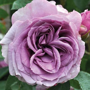 Rosa trepadora plateada rápida Rosa trepadora morada - se envía en maceta de 5 pulgadas
