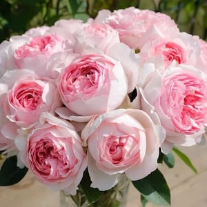 May include: A dense bouquet of pale pink garden roses featuring tightly packed, ruffled petals that transition from a deeper rose-pink center to lighter, almost white outer edges. The flowers are arranged in a rounded, full cluster.