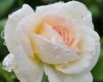 White Eden Climber