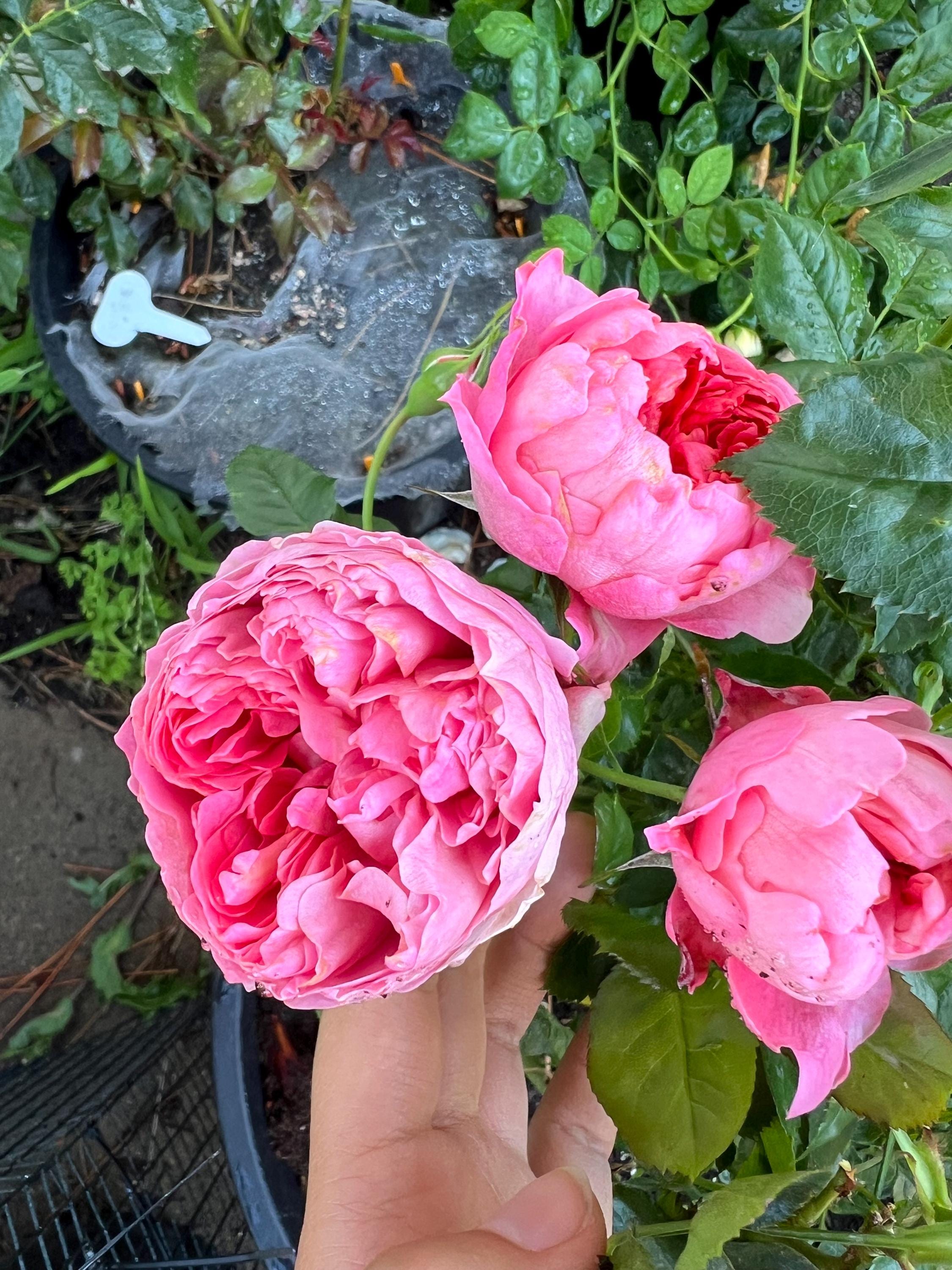 Germany Rose Pomponella - Etsy