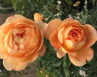 Puede incluir: Dos rosas de color naranja albaricoque en plena floración, con pétalos delicados y superpuestos, están colocadas una al lado de la otra. Las flores están rodeadas de hojas y tallos de color verde oscuro, con un pequeño capullo visible al fondo.
