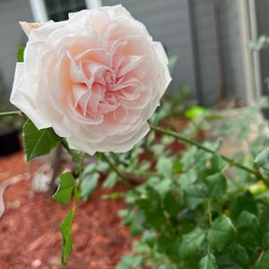 Honey moon climbing rose