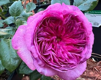 May include: A vibrant magenta rose in full bloom with densely packed, ruffled petals. The flower is centered in the frame, surrounded by dark green leaves. A black nursery pot with a white label reading Pacific Nurseries is visible.
