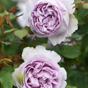 Yinyinqing | Faint Blue | 隐隐青 | Yinyin Qing Chinese Florist Shrub Rose | Tianlang rose |