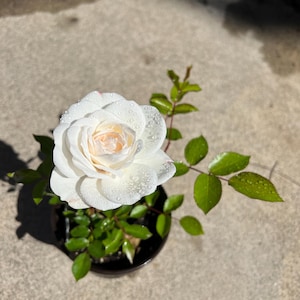 White Shrub Rose Rosa &#39;Iceberg&#39; Plant - CL (climbing)