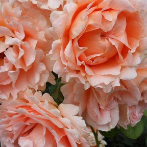 Polka Climbing Rose Plant - ship in 5 inch pot