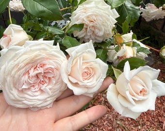 Honey moon climbing rose
