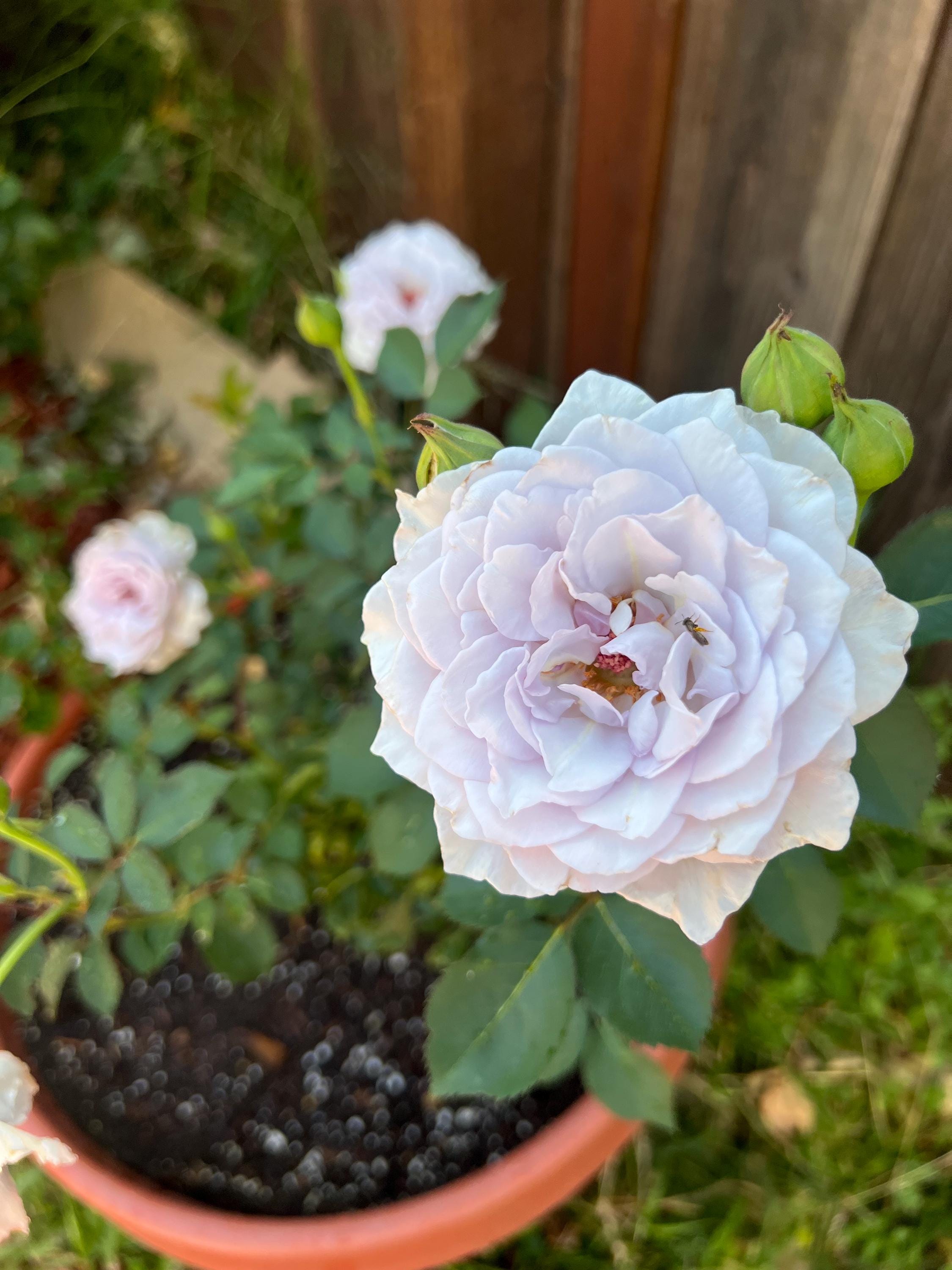 ROSEページ Jise | 霁色 | Chinese Florist Shrub Rose | Tianlang Rose - Etsy