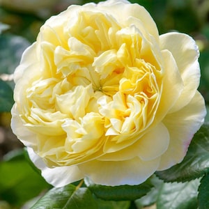 English Shrub Rose AUSpeet Yellow color- ship in 5 inch pot