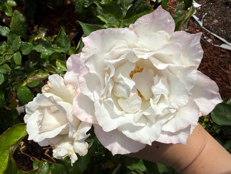 Rare Japanese Rose Saphiret | Soft Blush Garden Rose | Own Root Potted ...