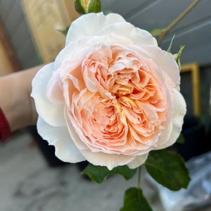 Auschimbley Apricot English climbing rose - ship in 5 inch pot
